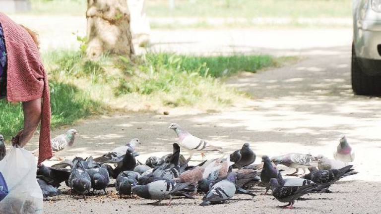 Ultimatum a chi nutre i piccioni, il sindaco di Cattolica: Abbiamo le fotografie