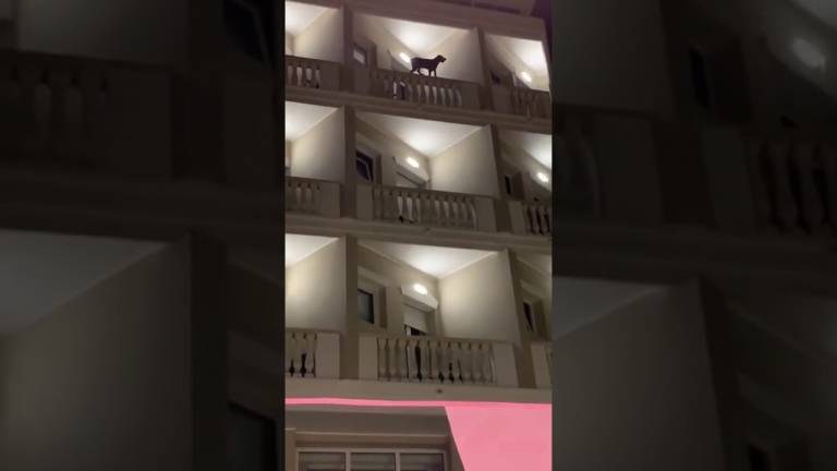 Rimini, salvo cane in bilico sul terrazzo al quarto piano di un hotel VIDEO