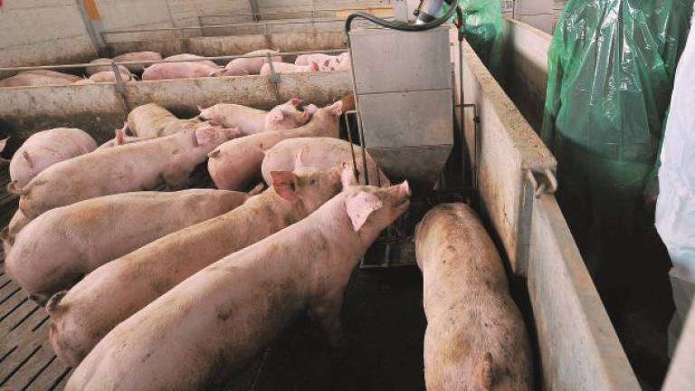 Suini contaminati con antibiotici: nei guai per 180mila chili di carne