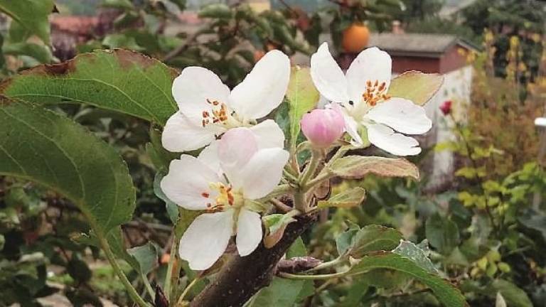 Caldo anomalo in Romagna. A Cesena meli in fiore