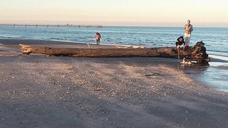 Tanto legno in spiaggia e in mare a Cesenatico. Avvenute collisioni con le barche