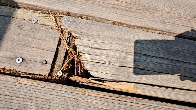 Ravenna, la segnalazione: «Alcune zone del parco marittimo dissestate»