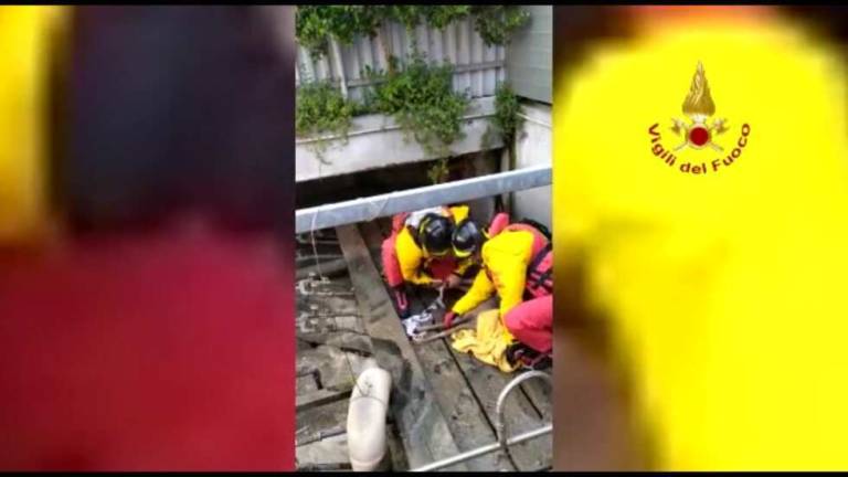 Rimini, capriolo caduto in una vasca del depuratore: salvato|VIDEO