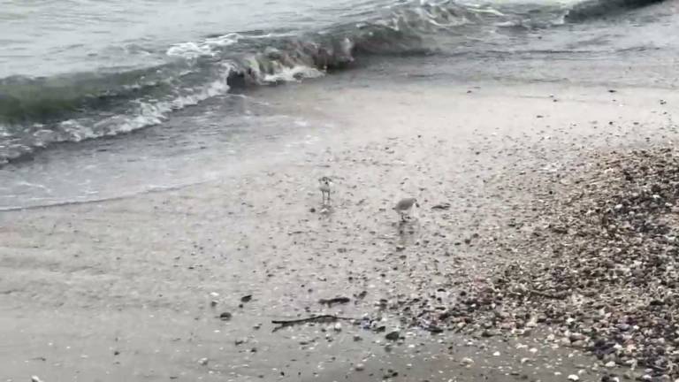 Cervia, gabbiani e fratini si scaldano in spiaggia aspettando l'estate