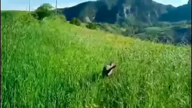 “Cangura o fagiana? No sembra un velociraptor”: il video della nuova liberazione del Cras Rimini