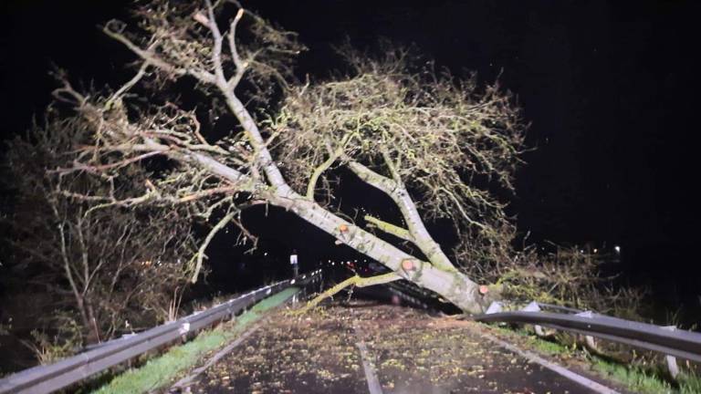 Lavezzola, cade un albero di 20 metri sulla Selice: intervengono i Vigili del Fuoco - Gallery
