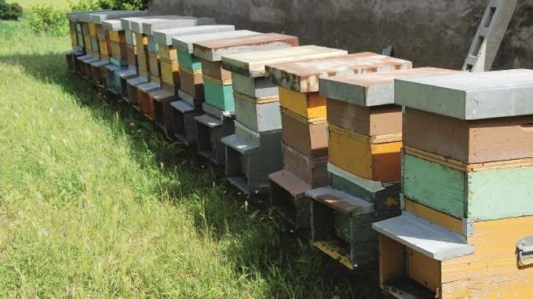 A Cesena razzia di arnie per il miele