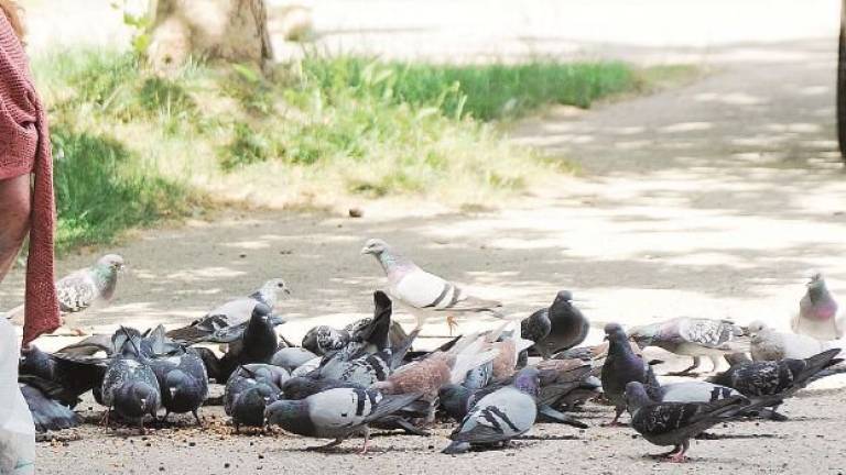 Troppi piccioni, a Imola scatta l’ordinanza: vietato dargli da mangiare
