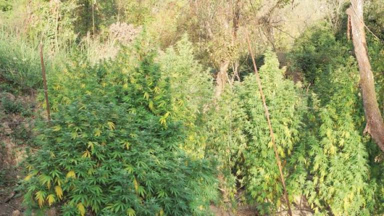 Piantagioni di cannabis nei boschi di Ginestreto: arrestati due amici