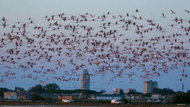 Cervia, passa un aereo militare e scatta il decollo dei fenicotteri