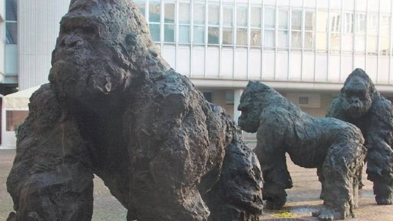 Roma chiede i gorilla del tribunale di Ravenna. Ma la domanda tarda e il prestito salta