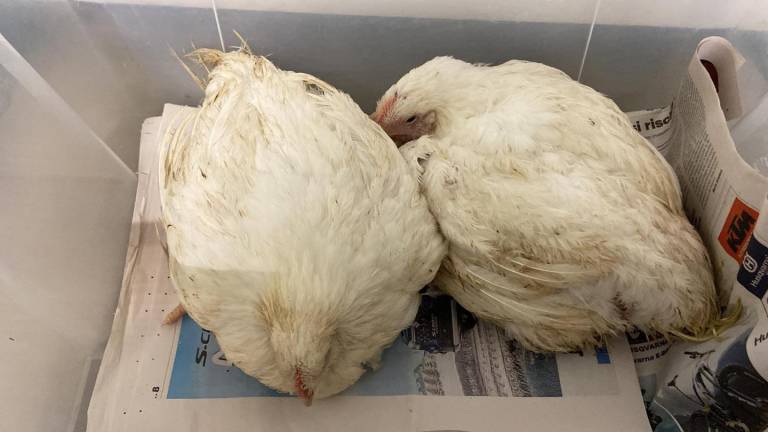 Per Natale adotta un pollo: l'idea regalo del Cras Rimini