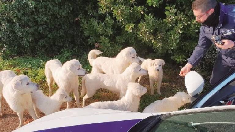 Otto cani in strada a Ravenna salvati dai vigili, denunciato il padrone