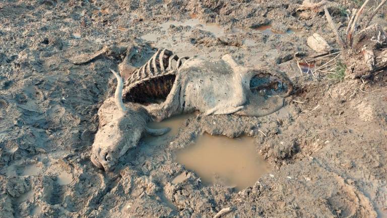 Cesena. Nuovo attacco di lupi nelle colline di Sogliano, sbranata una mucca di 7 quintali