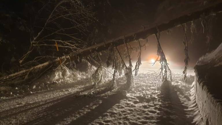 Alberi crollano per la neve, strade chiuse in Campigna