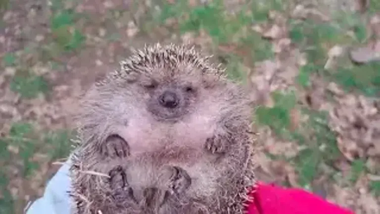 “È ora di liberare i ricci che hanno svernato qui”: il tenero video del Cras Rimini
