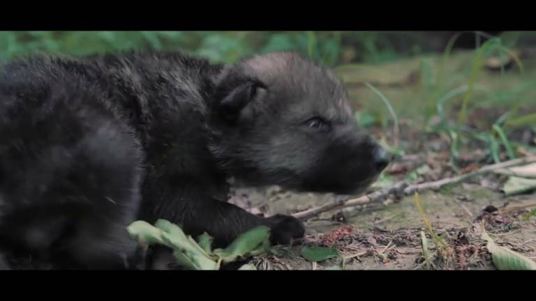 Il contatto, la storia dei lupi sul Monte Adone sbarca a Ravenna - Trailer