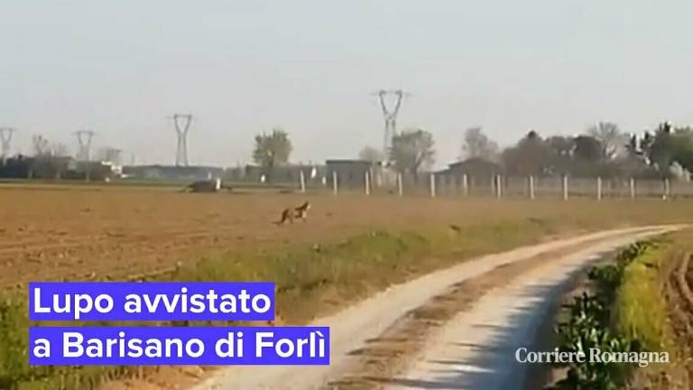 Forlì, un lupo avvistato a Barisano