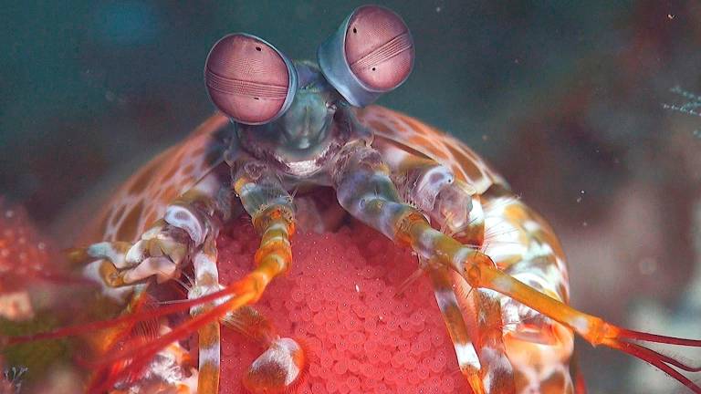 Un fermo immagine dell’ultimo corto realizzato