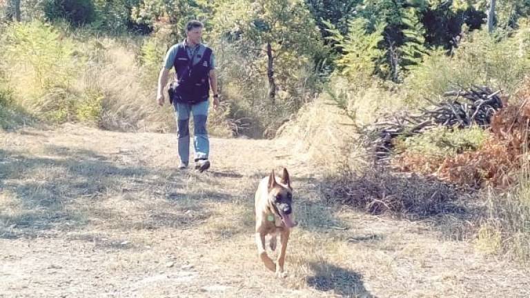 Cane da caccia avvelenato, a Sant'Agata Feltria arrivano i cani anti veleno per bonificare l’area
