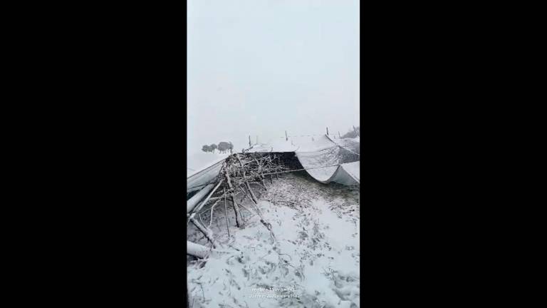 Forlì, il maltempo distrugge gli impianti dell’azienda agricola: danno da mezzo milione di euro VIDEO