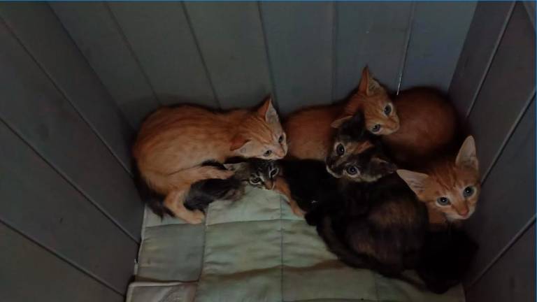 Alcuni dei gattini soccorsi