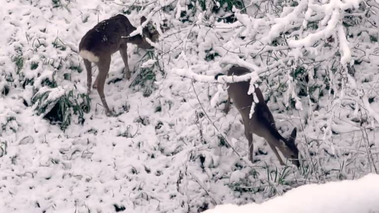 Cesena, le corse dei caprioli sulla neve a Ponte Abbadesse VIDEO