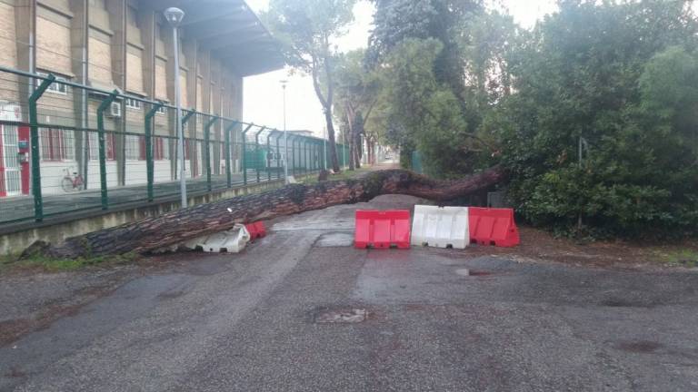Forlì, cade un albero nella notte nei pressi dello stadio Morgagni