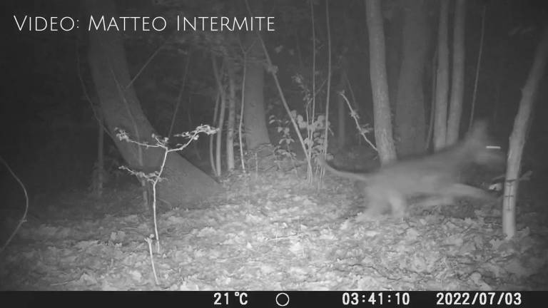 Cinque lupi a spasso di notte per la Valmarecchia