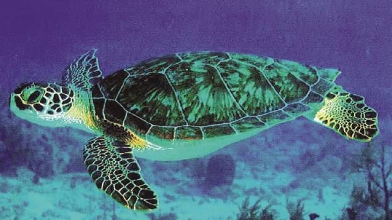 Un ambiente marino ricco di sorprese fra tartarughe, delfini e specie aliene