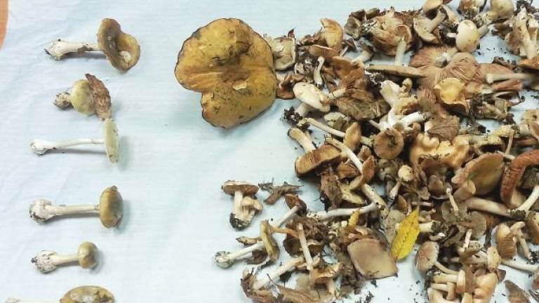 A Cesena la stagione dei funghi ha già portato a sette intossicati