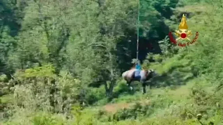 Mucca precipita in un bacino idrico: salvata con l’elicottero a Mercato Saraceno VIDEO
