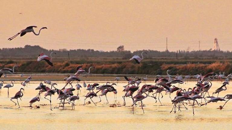 Cervia e Milano Marittima si colorano di Rosa