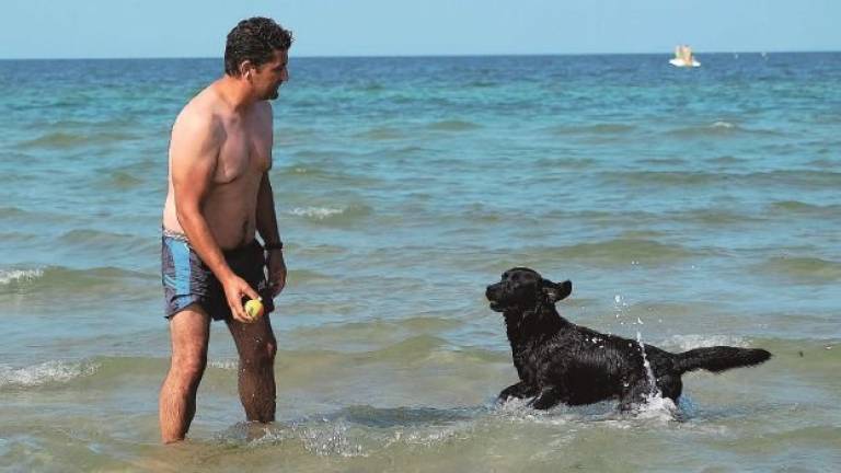 Cani in spiaggia, a Ravenna da sabato due nuovi tratti per gli animali