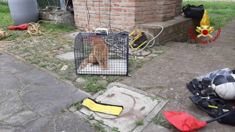 Imola, gatto finito in un pozzo salvato dai vigili del fuoco VIDEO
