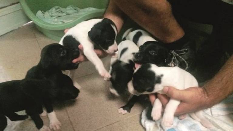 Madre ritrovata in strada salvi dieci cuccioli abbandonati a Riccione
