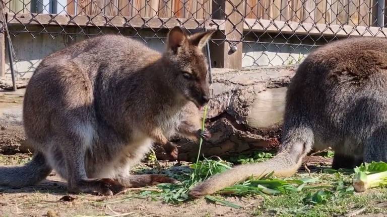 Riccione, a Oltremare è nato un cucciolo di wallaby bianco VIDEO