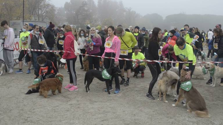 Ravenna, la maratona a 4 zampe: in quasi 300 alla dog run - VIDEO