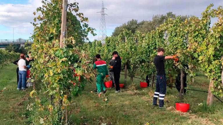 Ravenna, all’istituto agrario arriva il vino (S)Bocciato