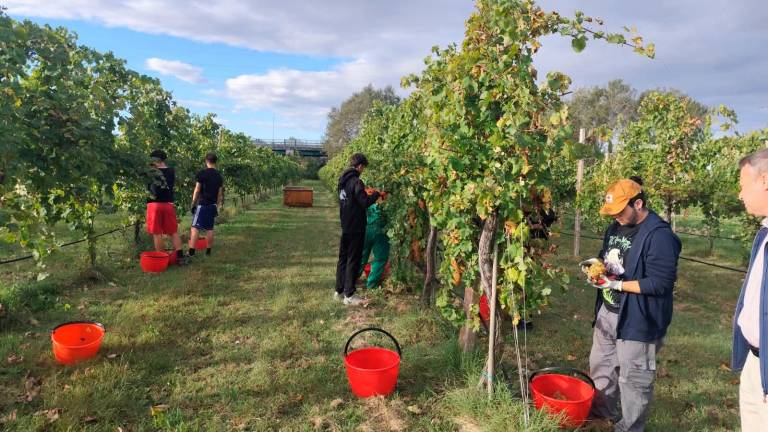 Ravenna, all’istituto agrario arriva il vino (S)Bocciato