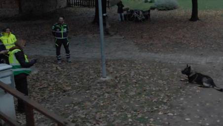 Faenza, cani sotto attacco: ricerca di bocconi avvelenati ai parchi Tassinari e Bertozzi