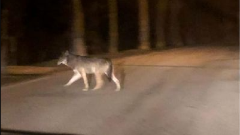 Cesena: lupo avvistato in pianura lungo via Case Missiroli