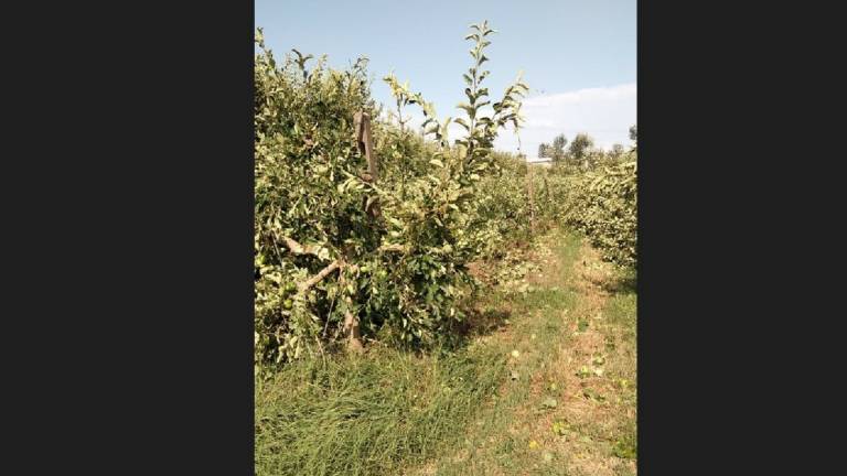 Apofruit: Tornado in Romagna, serve lo stato di calamità naturale
