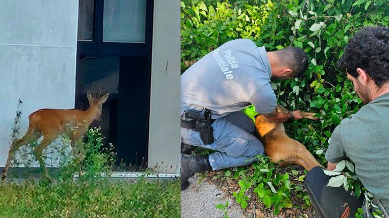 Un capriolo in pieno centro a Forlì: la Polizia Provinciale lo mette in salvo