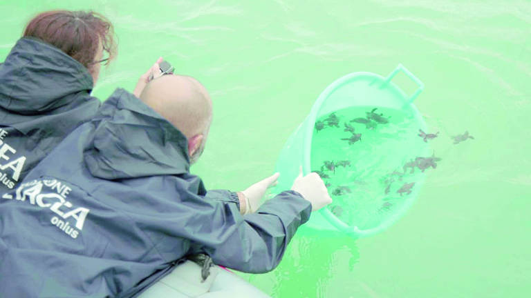 La Fondazione Cetacea di Riccione salva la vita a 32 tartarughine