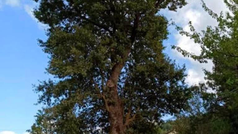 Uno dei grandi alberi di cui è previsto l’abbattimento