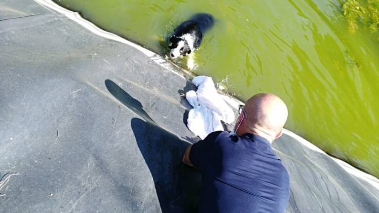 Predappio, i Carabinieri forestali salvano un cane in un laghetto a Sant'Agostino