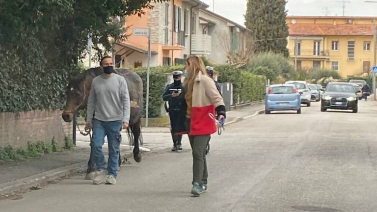 Cavallo a spasso sulla via Emilia a Savignano