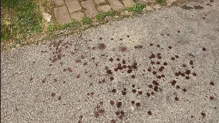 La chiazze del sangue perso dal ladro ferito