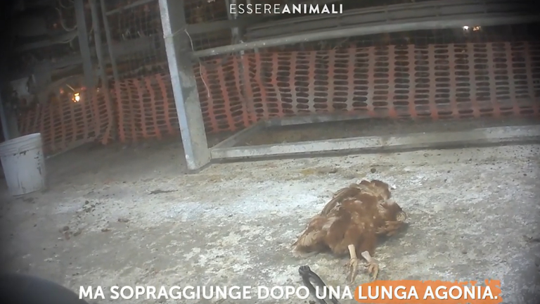 Galline maltrattate in allevamento, video choc di Essere Animali
